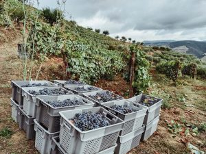 Pessoas apanhando uvas durante a vindima
