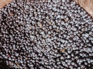 Pessoas apanhando uvas durante a vindima